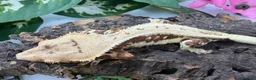 Gecko reptiles for sale: Crested Gecko Collection for sale  - Advert 5