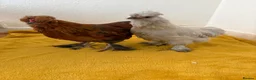 Chickens poultry for sale: Beautiful chicken - Advert 7