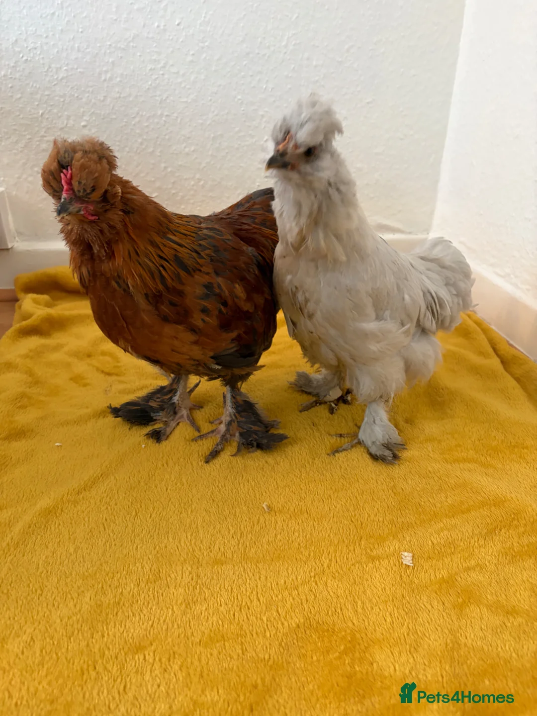 Chickens poultry for sale: Beautiful chicken - Advert 7