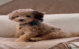 Toy Poodle dogs for stud: Beautiful Poodle for Stud 🤍 - Image 11