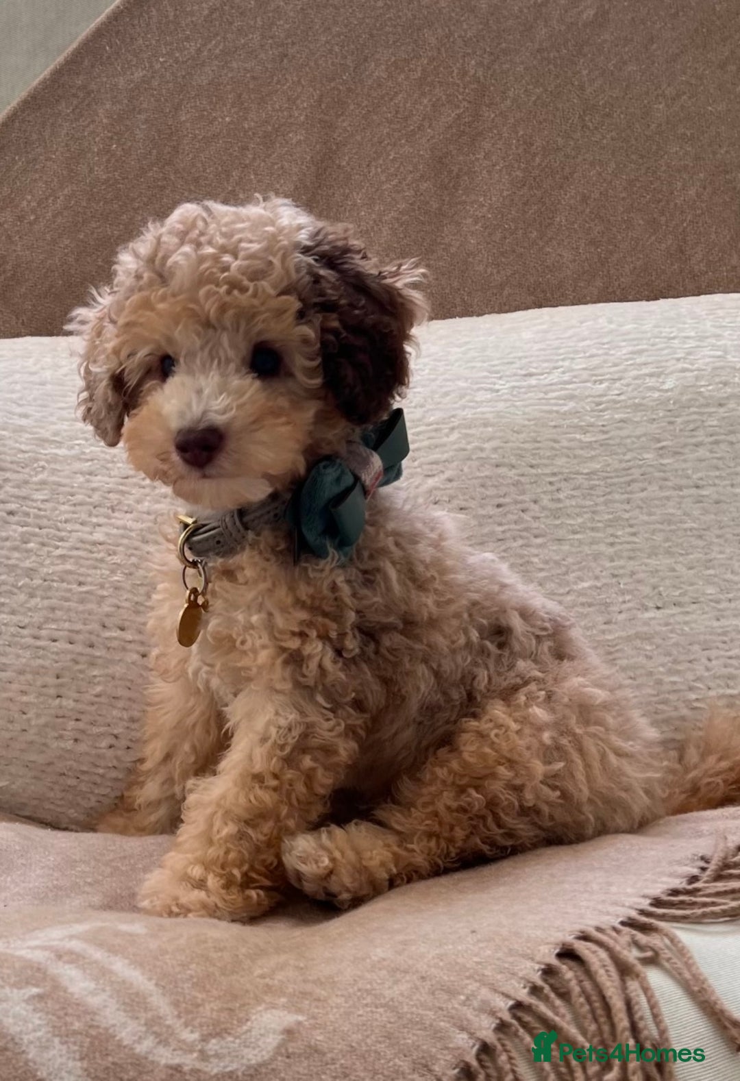 Toy Poodle dogs for stud: Beautiful Poodle for Stud 🤍 - Image 11