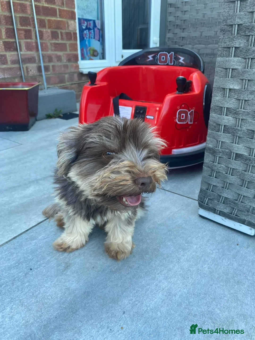 Yorkshire Terrier dogs for sale: Chocolate girl Yorkie  - Advert 3