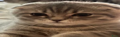 Scottish Fold 1