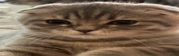 Scottish Fold cats for sale: Bristhis Short Hair for Sale  - Advert 9