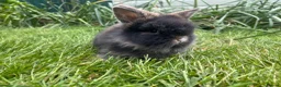 Lionhead rabbits for sale: Beautiful mini double maned lionheads  - Advert 26