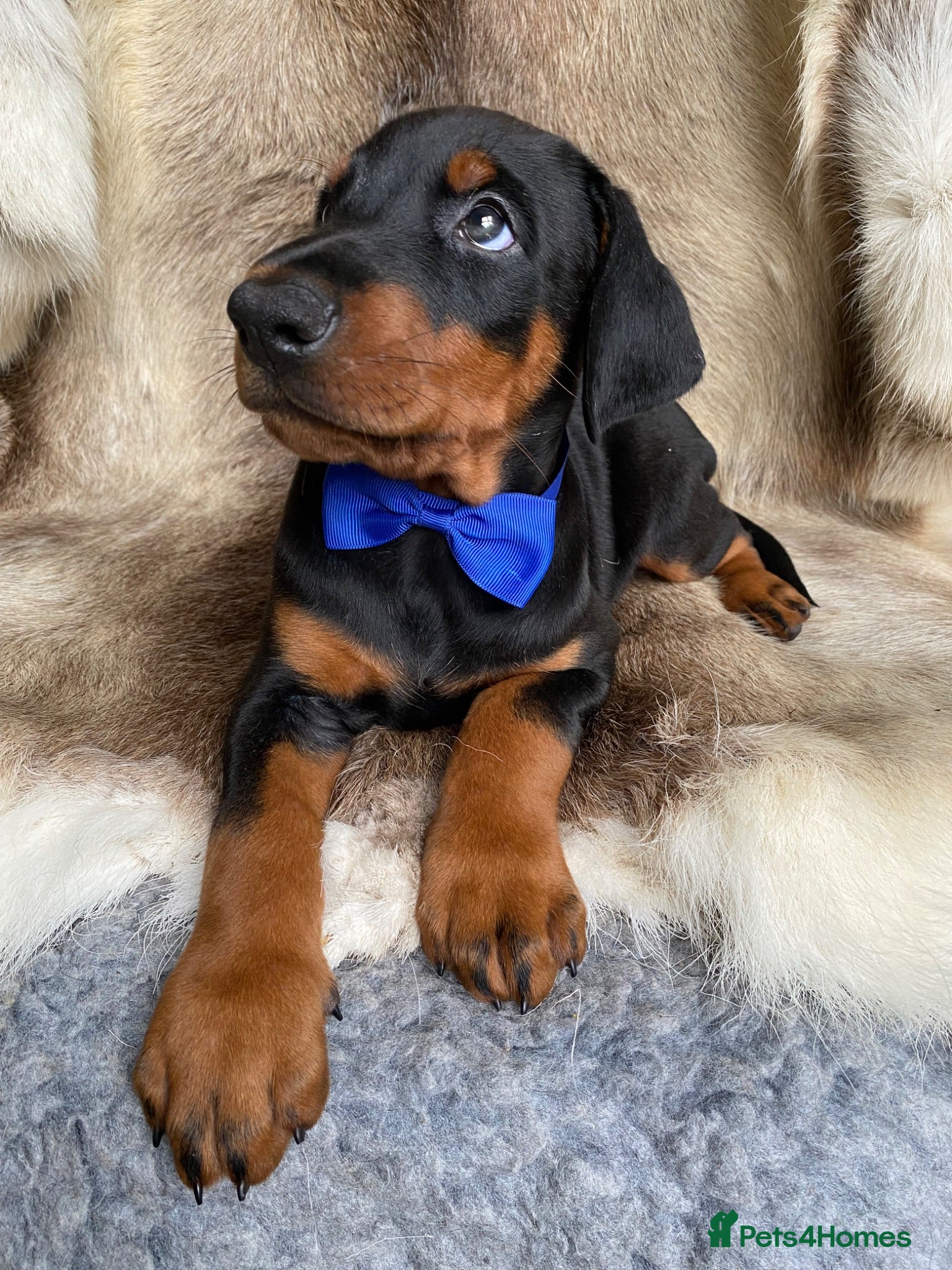 Dobermann dogs *KC REGISTERED* HEALTH TESTED DOBERMAN PUPPIES - Advert 1