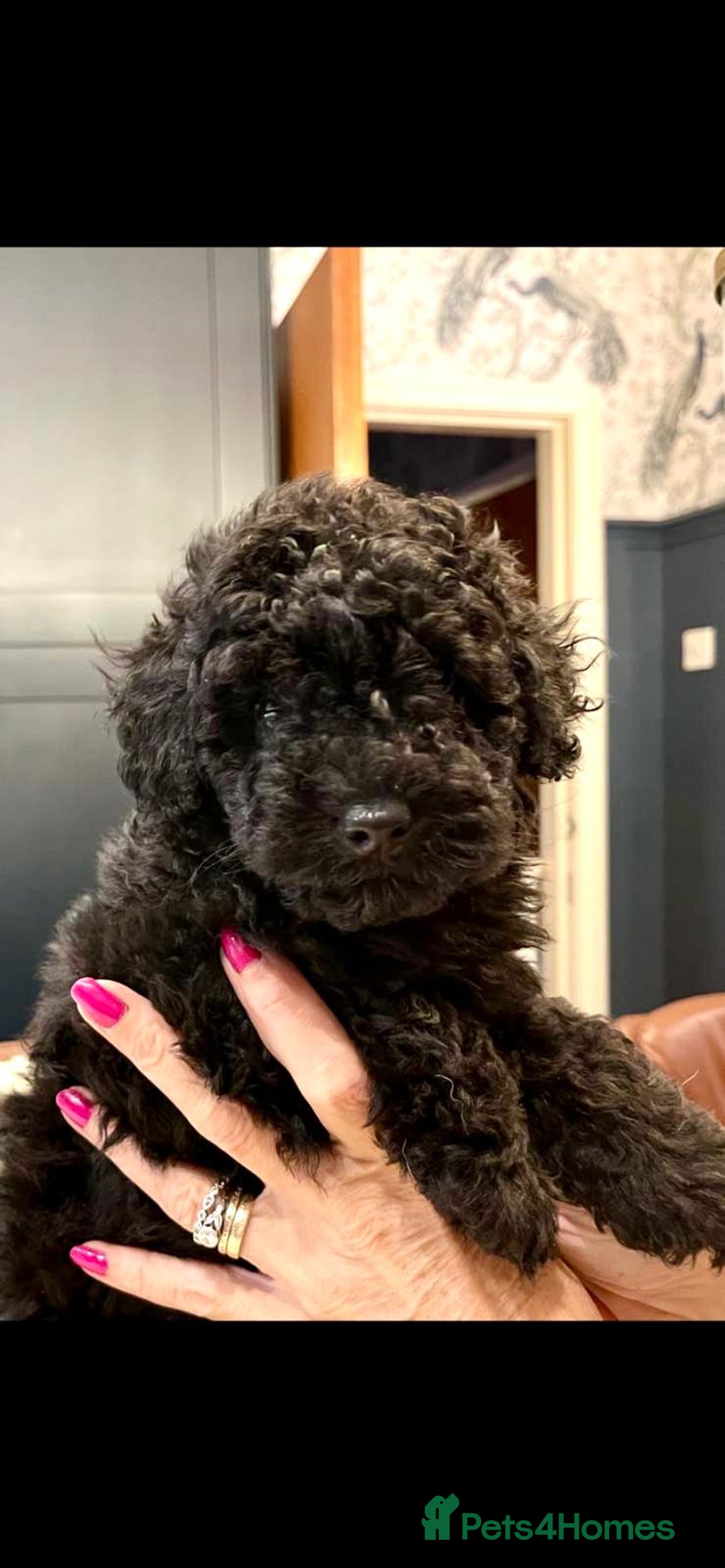 Toy Poodle dogs for sale: Quality pups from health tested parent's  - Image 13