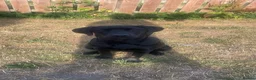 Labrador Retriever dogs for sale: Bambi is looking for a new home  - Advert 3