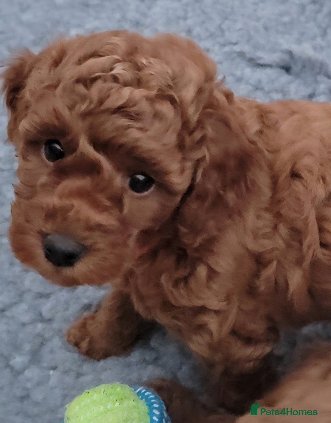 Miniature Poodle dogs for sale: Miniature Red Poodle KC Reg Full Pedigree - Image 22