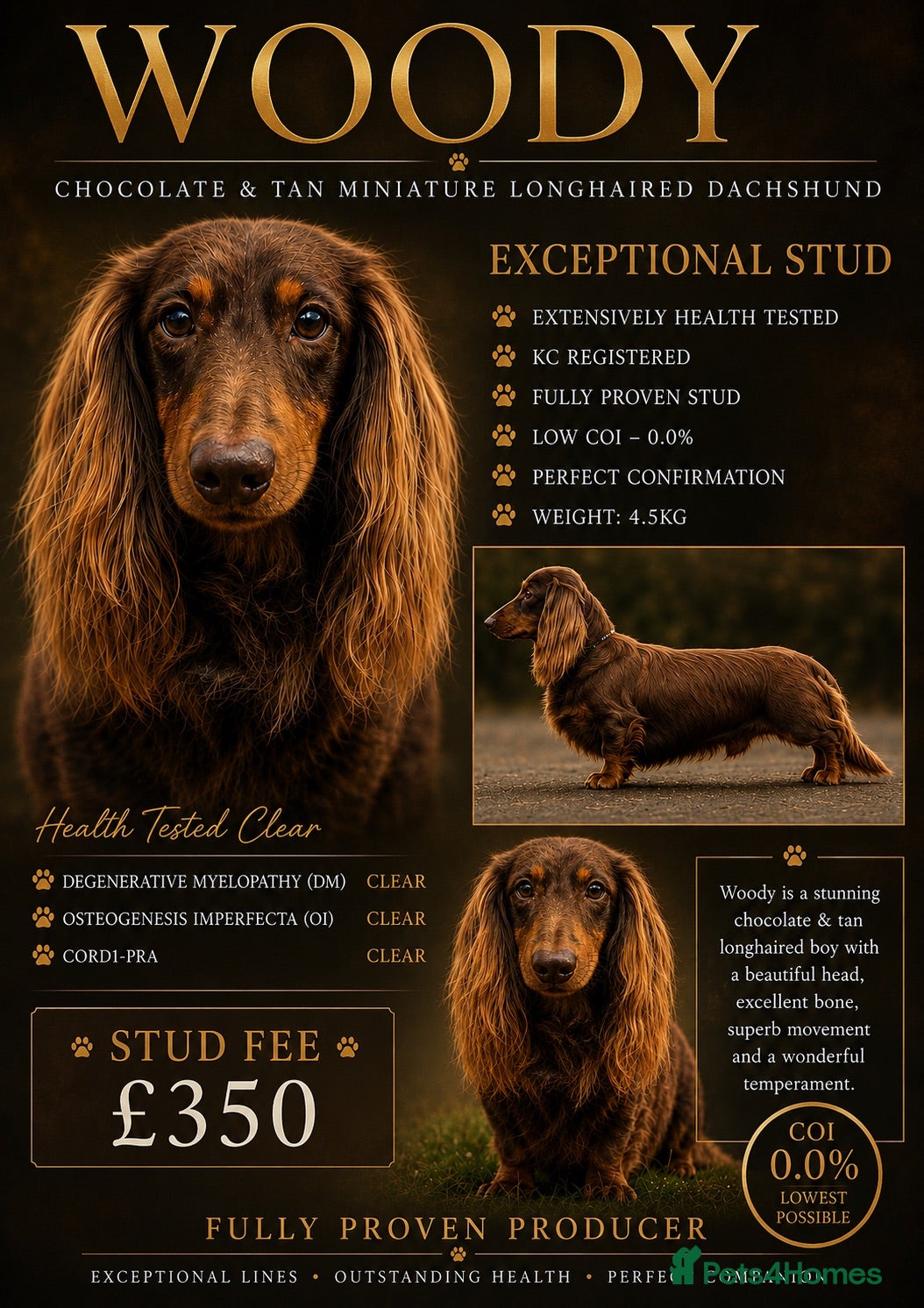 Miniature Dachshund dogs Miniature longhaired chocolate and tan stud - Advert 1