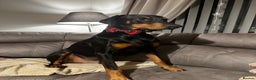 Dobermann dogs for sale: Wonderful Doberman for unfortunate adoption  - Advert 8