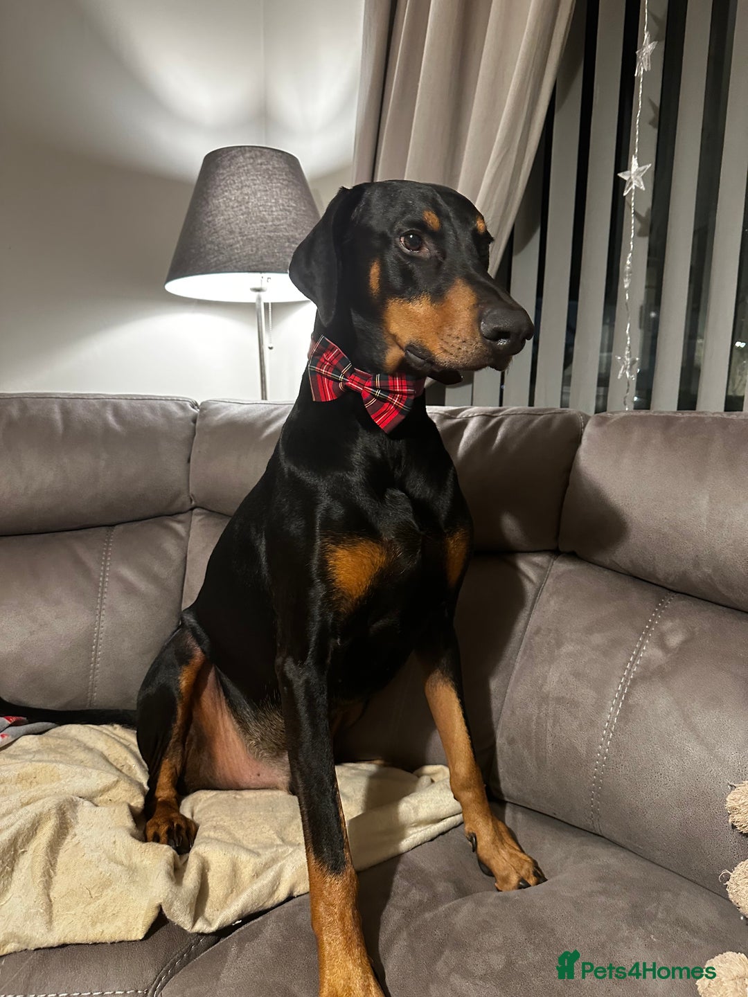 Dobermann dogs for sale: Wonderful Doberman for unfortunate adoption  - Advert 8