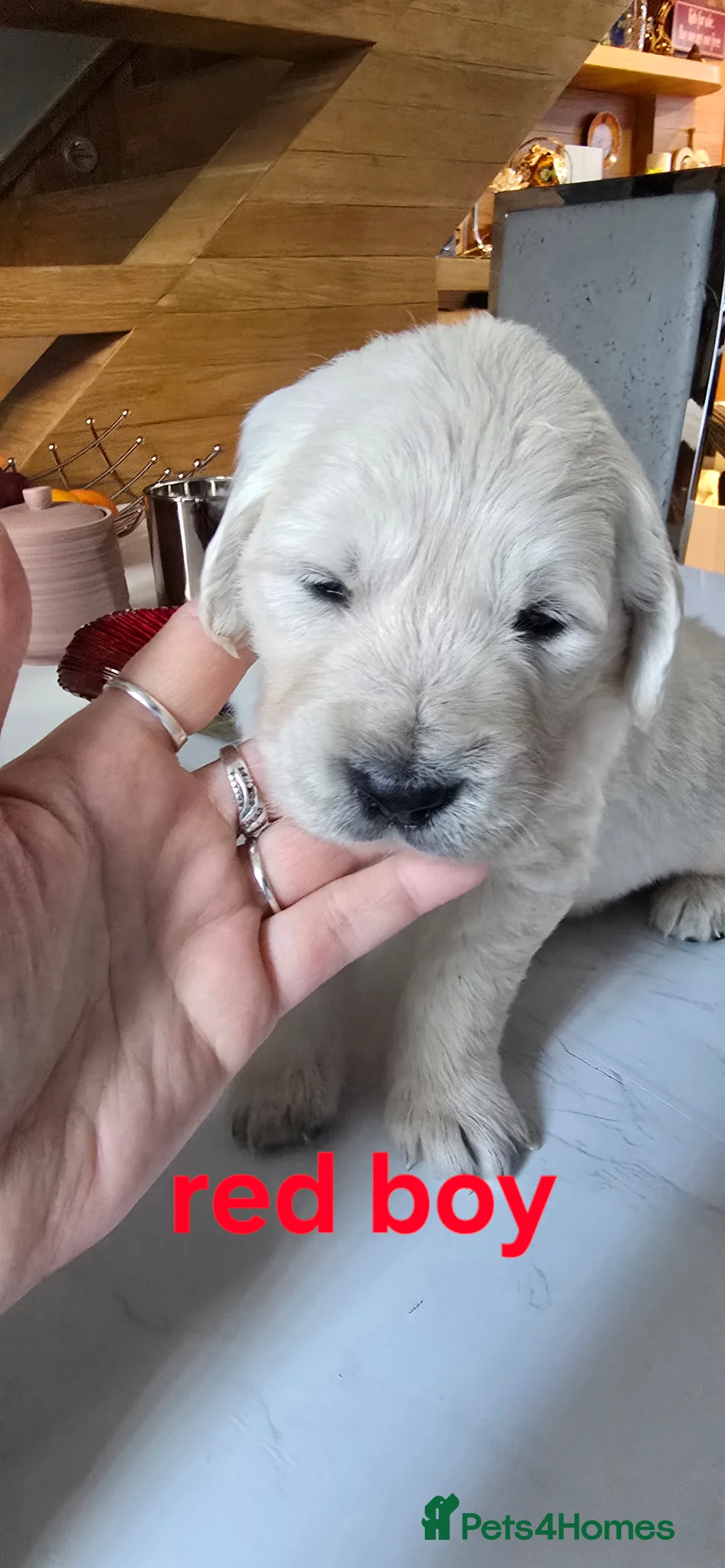 Golden Retriever dogs for sale: Adorable white Golden Retriever - Advert 22