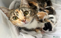 Mixed Breed cats for sale: Beautiful cream and white kitten  - Image 5