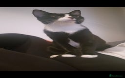 Maine Coon cats for sale: 3 cats looking for a loving home - Image 8