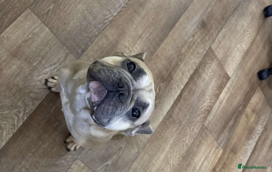 French Bulldog dogs for sale: French bulldog  - Advert 1