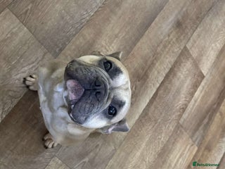 French Bulldog dogs French bulldog - Advert 14