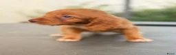 Cocker Spaniel dogs for sale: Cocker spaniel pups - Advert 5