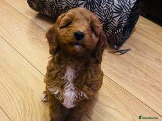 Cavapoo dogs Cavapoo pup F1b - Advert 3