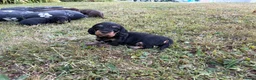Dachshund dogs for sale: KC Regestered Teckel puppies in Cardiff - Advert 14