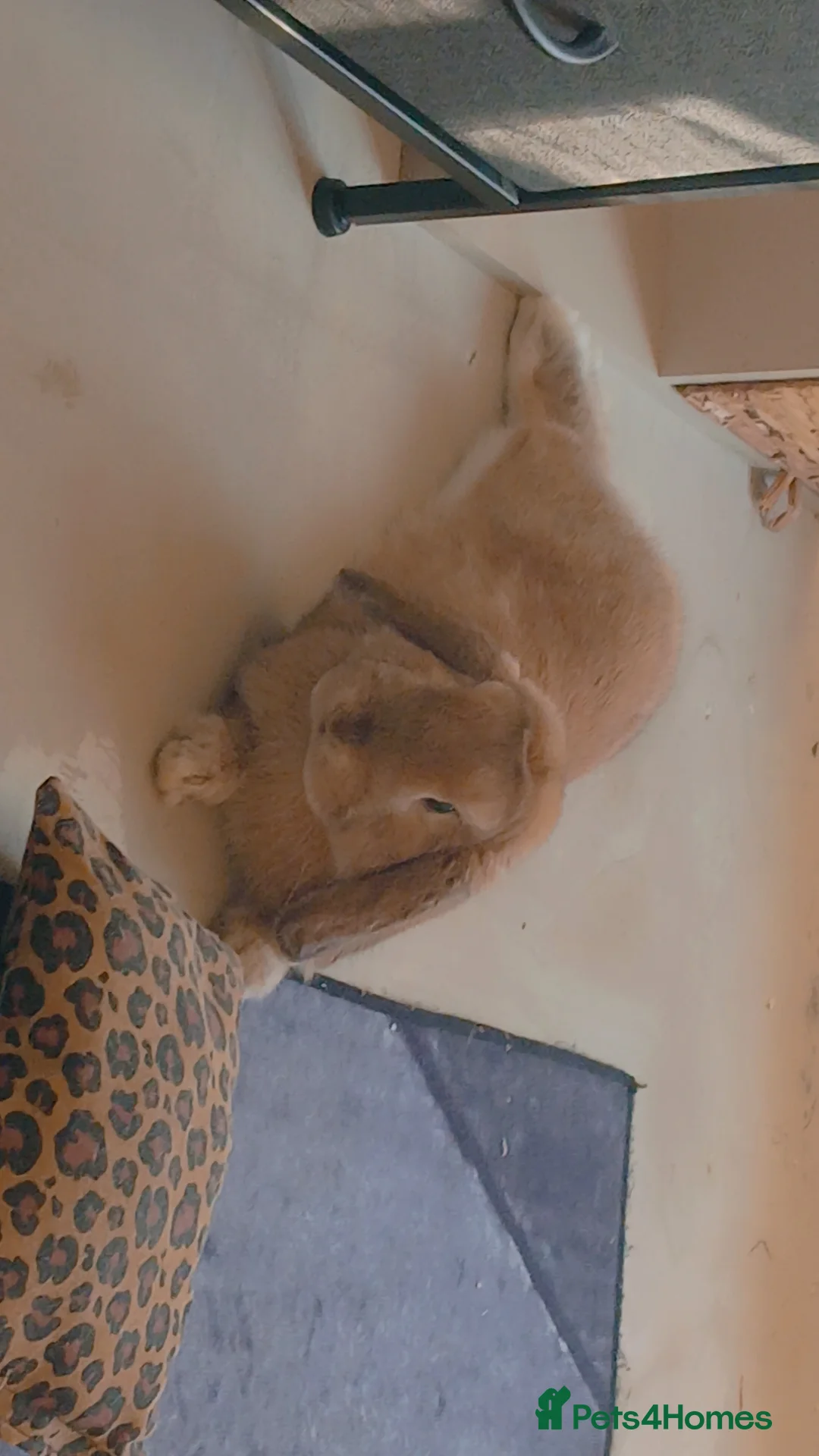 Mini Lop rabbits for sale: MALE RABBIT needs a home - Advert 1