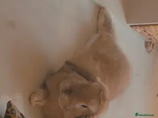 Mini Lop rabbits MALE RABBIT needs a home - Advert 2