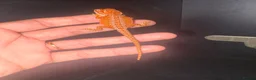 Bearded Dragon reptiles for sale: 100% red monster bearded dragon babies🐉 - Advert 16