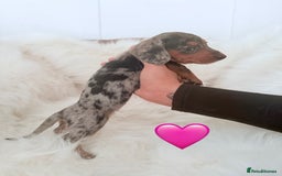 Miniature Dachshund dogs for sale: Stunning litter of Dapples 5 ⭐ Licensed Breeder - Image 8