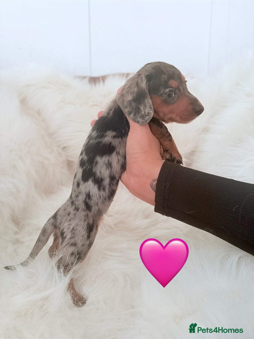 Miniature Dachshund dogs for sale: Stunning litter of Dapples 5 ⭐ Licensed Breeder - Image 8