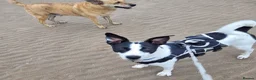 Mixed Breed dogs for adoption: Meet Ottilie,residing in North Lanarkshire  in Airdrie - Advert 2