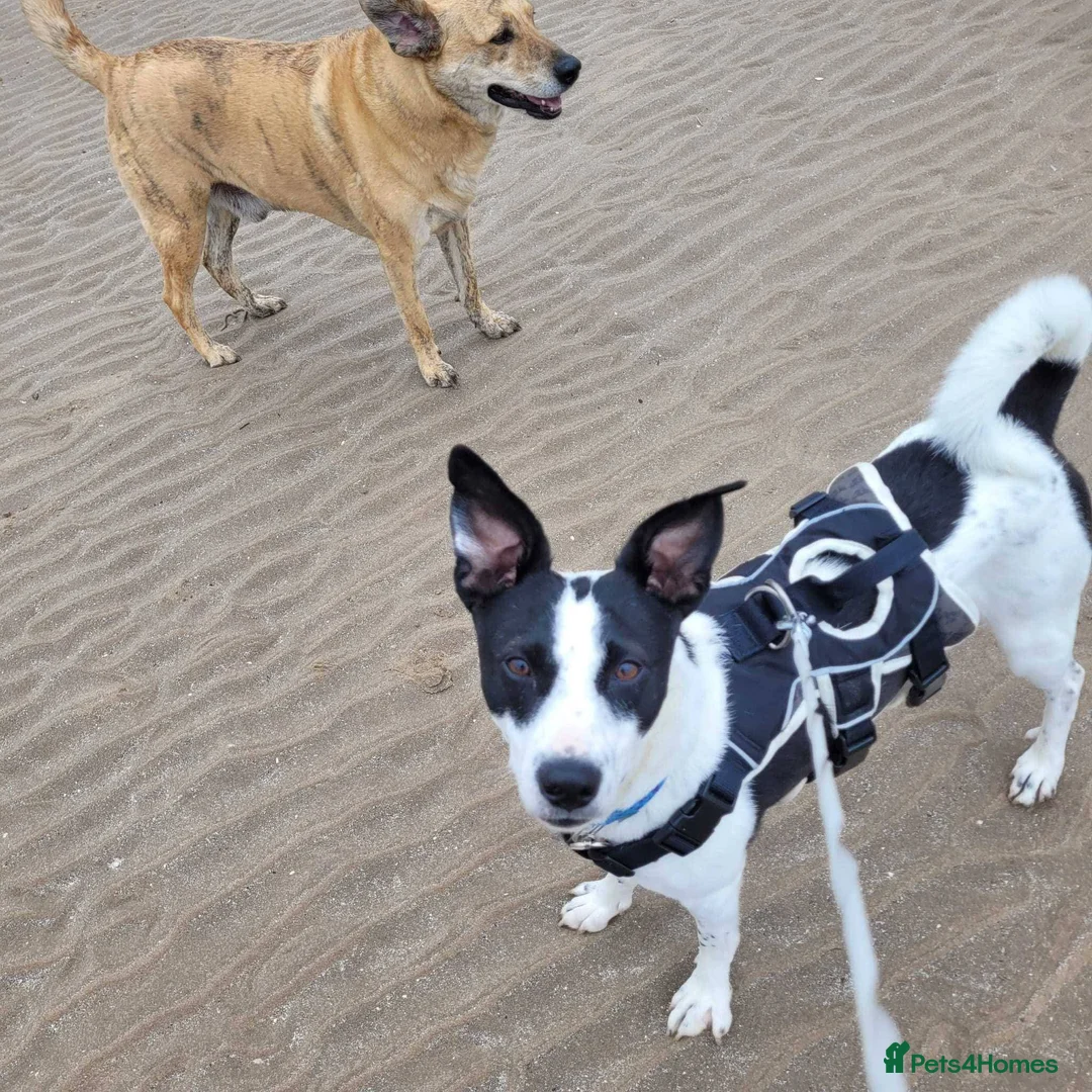 Mixed Breed dogs for adoption: Meet Ottilie,residing in North Lanarkshire  in Airdrie - Advert 2