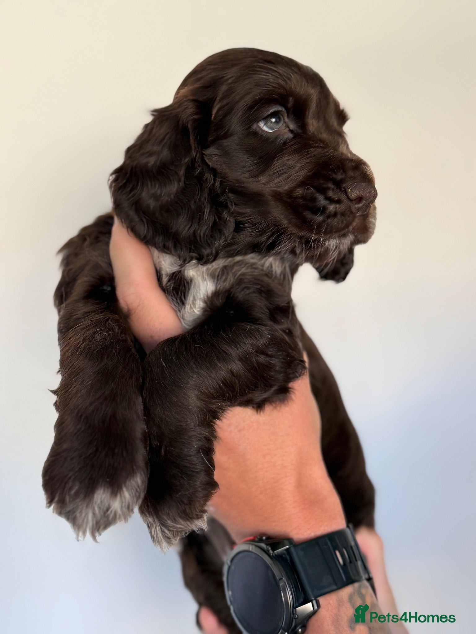 Cocker Spaniel dogs Cocker Spaniel puppies looking for forever homes♥️ - Advert 15