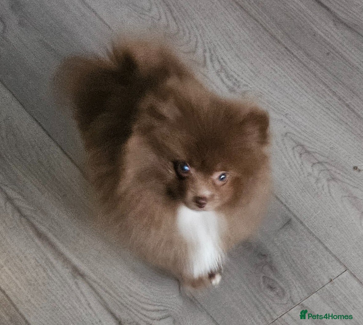 Pomeranian dogs READY TO LEAVE NOW Beautiful Boy KC pomeranian Pup - Advert 2