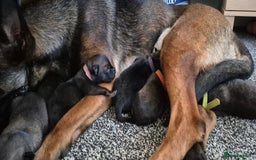 Belgian Shepherd Dog dogs for sale: Belgian Malinois puppies - Image 2