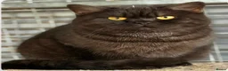 Scottish Fold cats for sale: Scottish fold X BSH - Advert 6