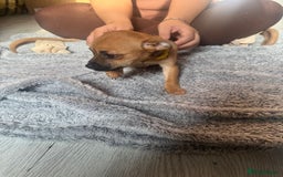 Mixed Breed dogs for sale: Chihuahua puppies £300 - Image 16