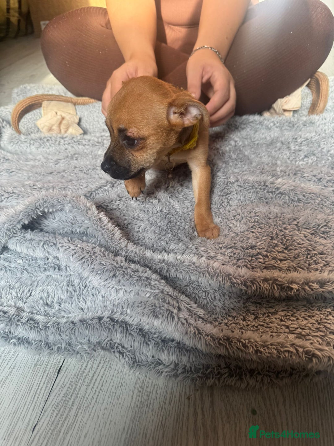 Mixed Breed dogs for sale: Chihuahua puppies £300 - Image 16