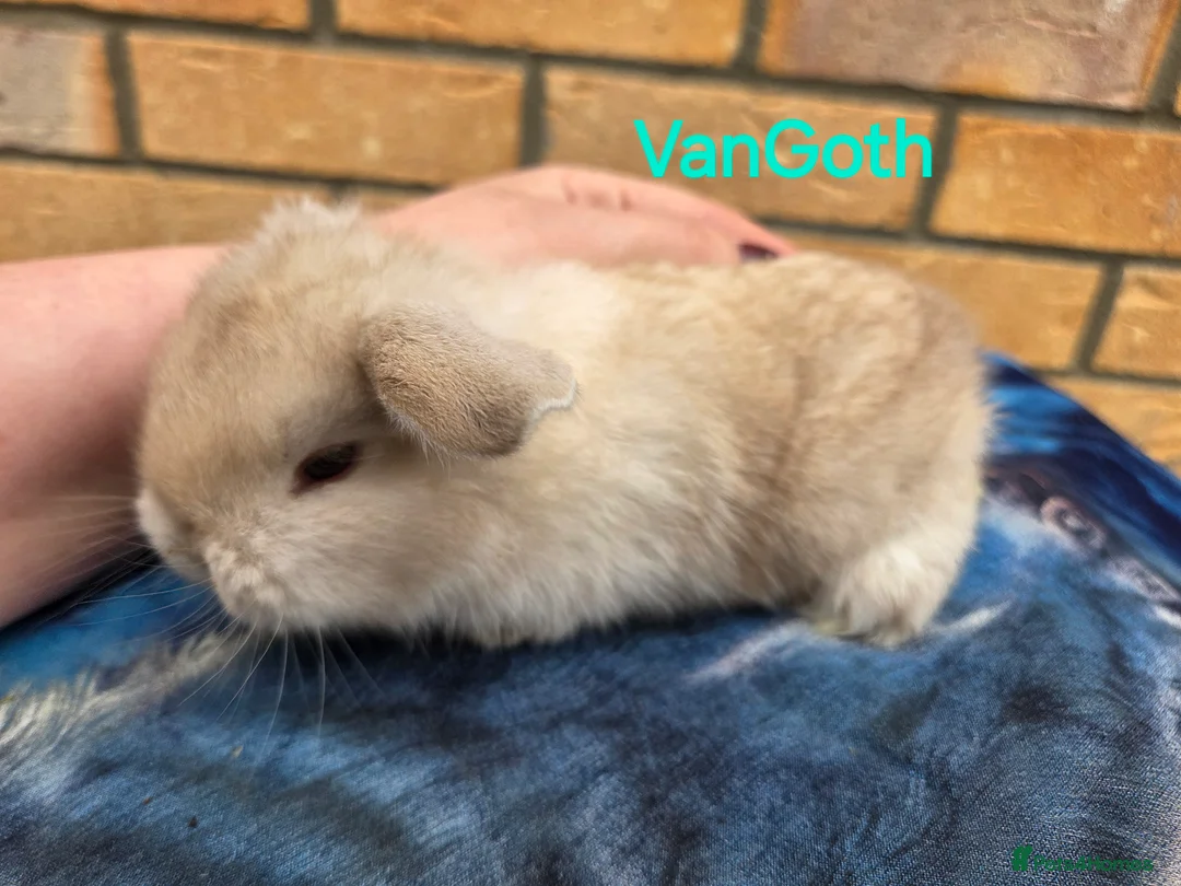 Mini Lop rabbits for sale: Adorable mini lops  - Advert 11