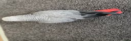 Parrots birds for sale: Male African Grey parrot - Advert 3