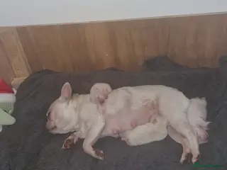 French Bulldog dogs French bulldog puppies - Advert 1
