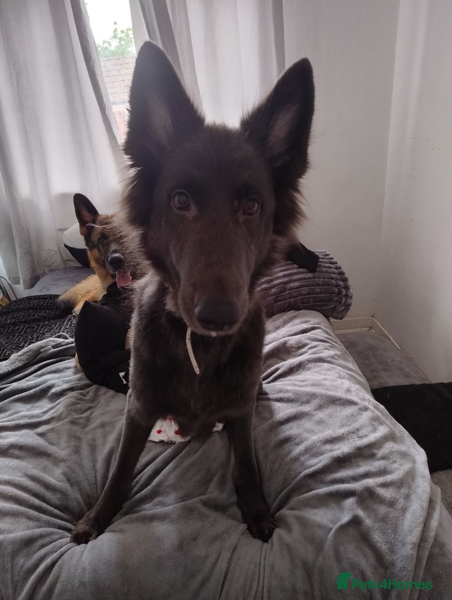 German Shepherd dogs Izzy  - Advert 2