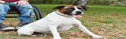 Mixed Breed dogs for adoption: Donky - Advert 5