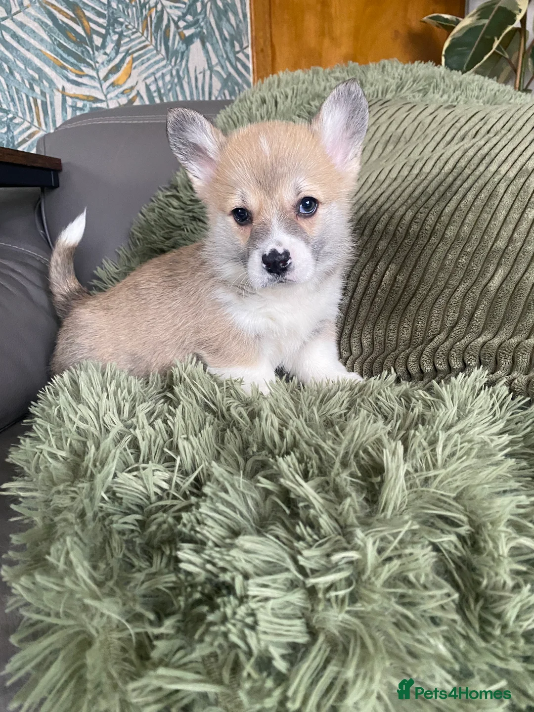 Welsh Corgi Pembroke dogs for sale: Pembroke Welsh corgi puppies  - Advert 13