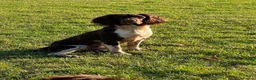 English Springer Spaniel dogs for sale: KC Registered Springer Spaniels  in Ledbury - Advert 2