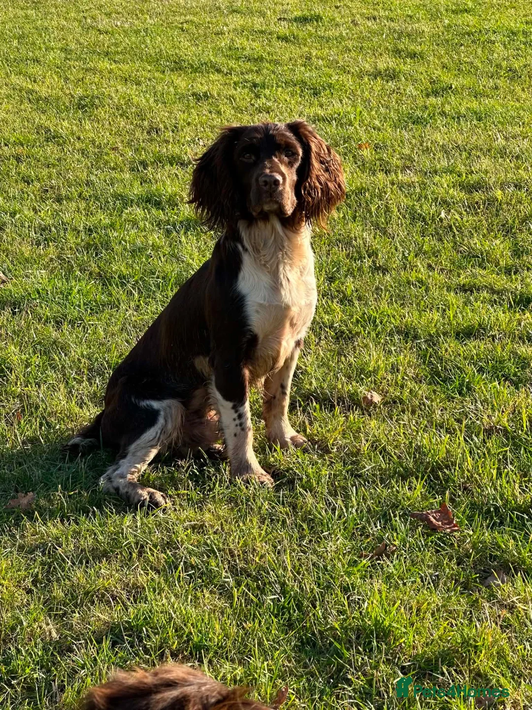 English Springer Spaniel dogs for sale: KC Registered Springer Spaniels  in Ledbury - Advert 2