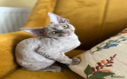 Devon Rex cats for sale: 🐾Pedigree Devon Rex Kittens- Raised with Love🐾 - Image 2