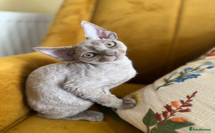 Devon Rex cats - Advert 5