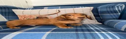 Miniature Dachshund dogs for sale: 🩷Stunning Long Haired Mini Dachshunds💙 - Advert 3