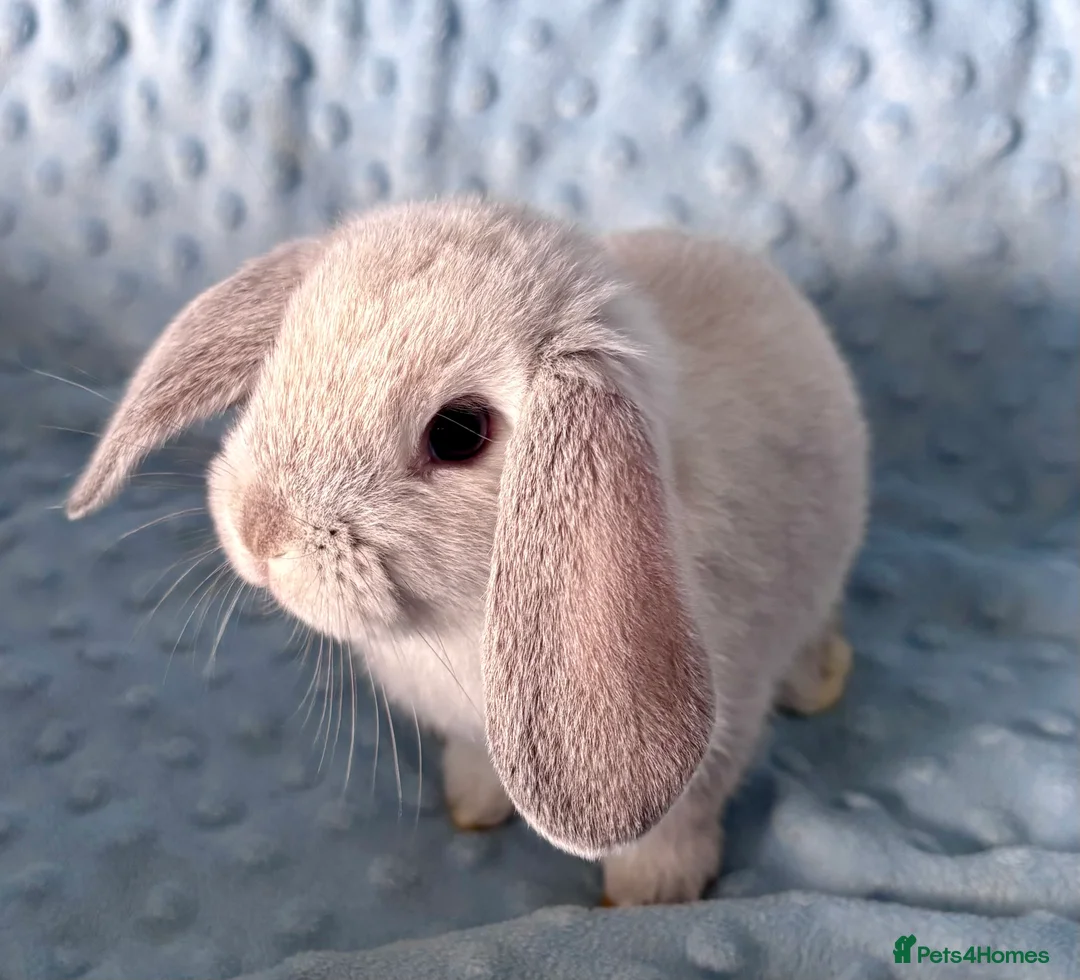 Mini Lop rabbits for sale: 🐰 Beautiful Mini Lop Baby Bunnies– Ready to go - Advert 1