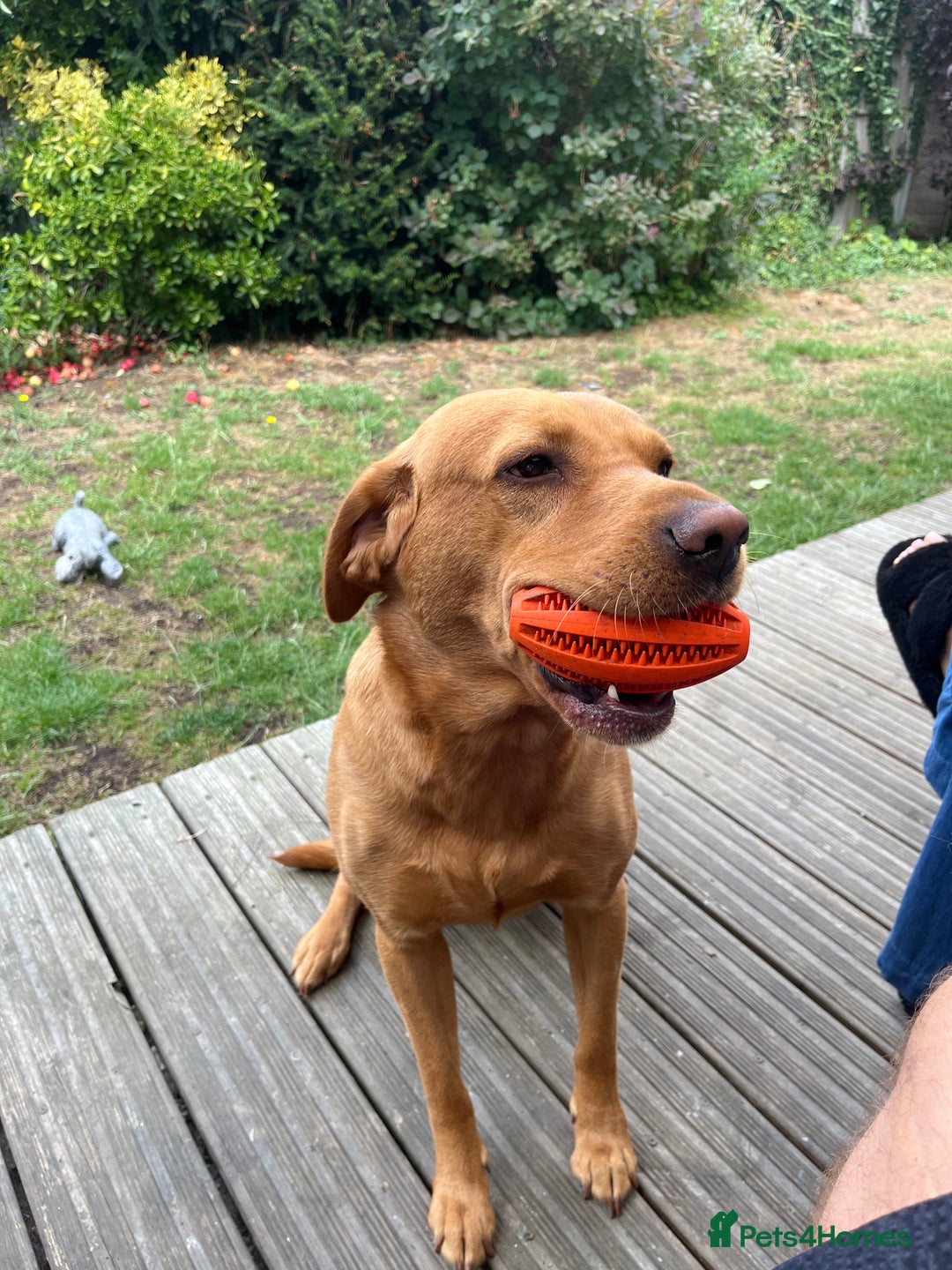 Labrador Retriever dogs for stud: Working Red Labrador for stud  - Image 3